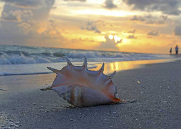 plage-ile-sanibel-en-floride