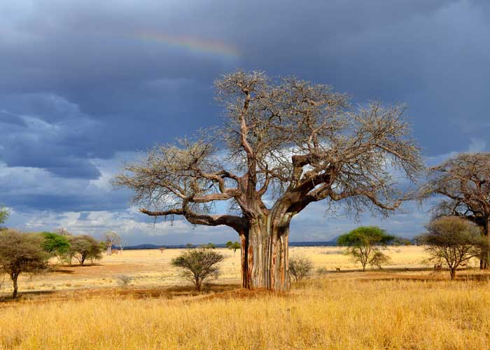 tanzanie-aventure