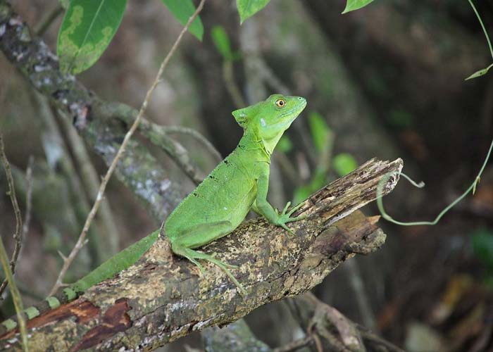 lezard-vert-parc-national-cahuita