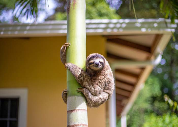 observer-paresseux-porto-viejo-costa-rica