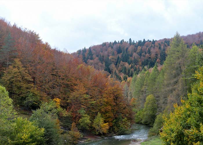 foret-irati-navarre