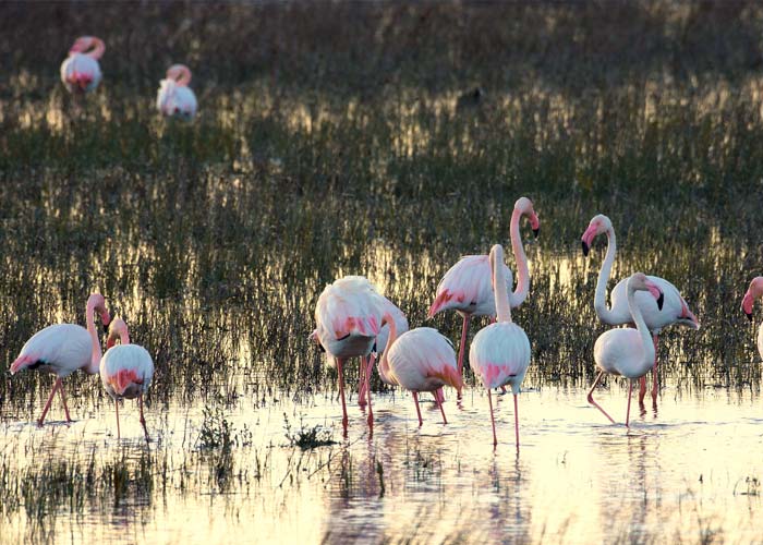 animaux-parc-national-donana