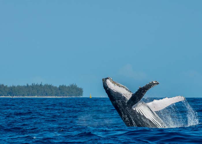 observer-baleine-reunion-aout