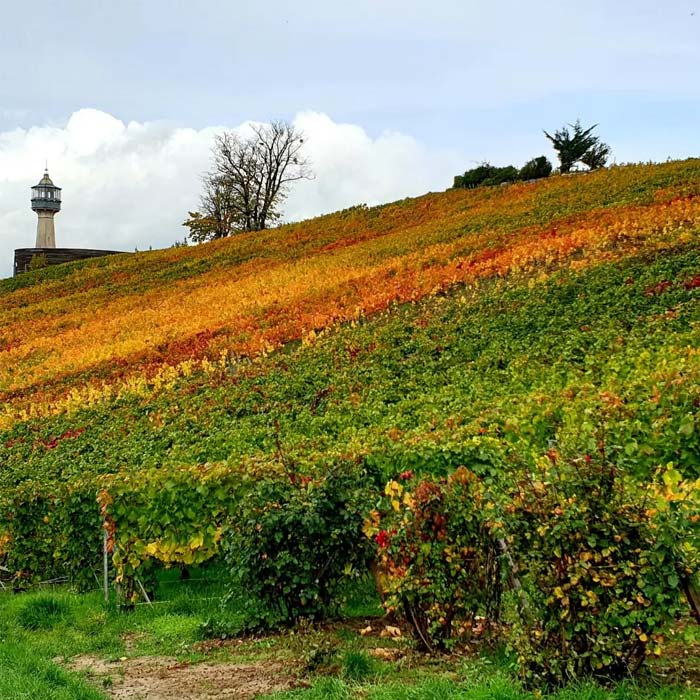 admirer-vignobles-reims
