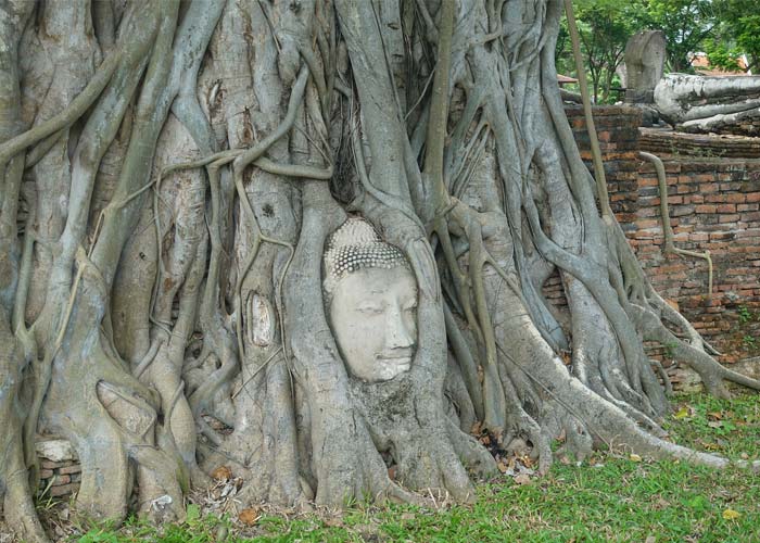tete-bouddha-wat-mahathat