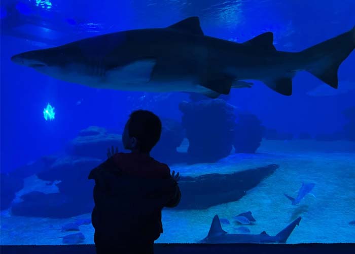 aquarium-palma-majorque