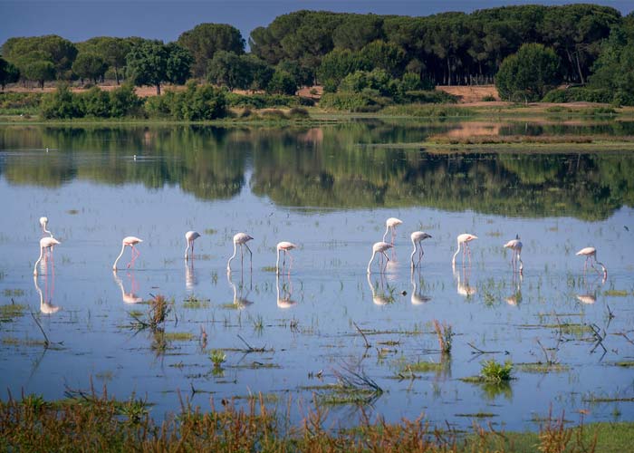 parc-national-donama-huelva