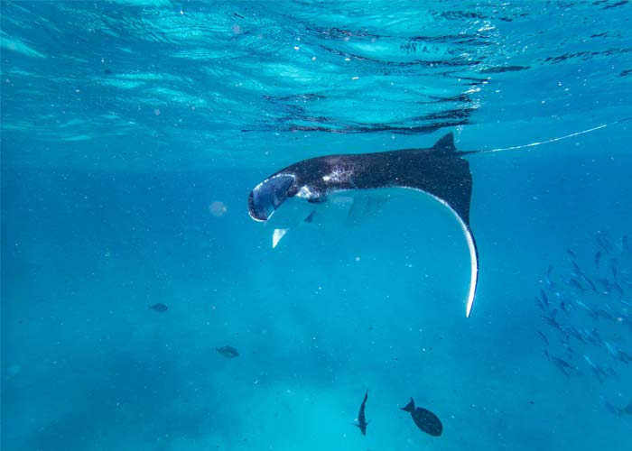 observer-raie-manta-maldives
